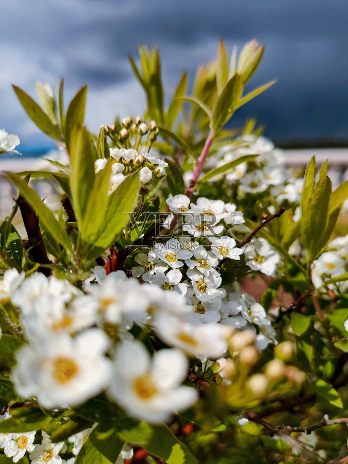 春日里美丽的花朵照片摄影图片