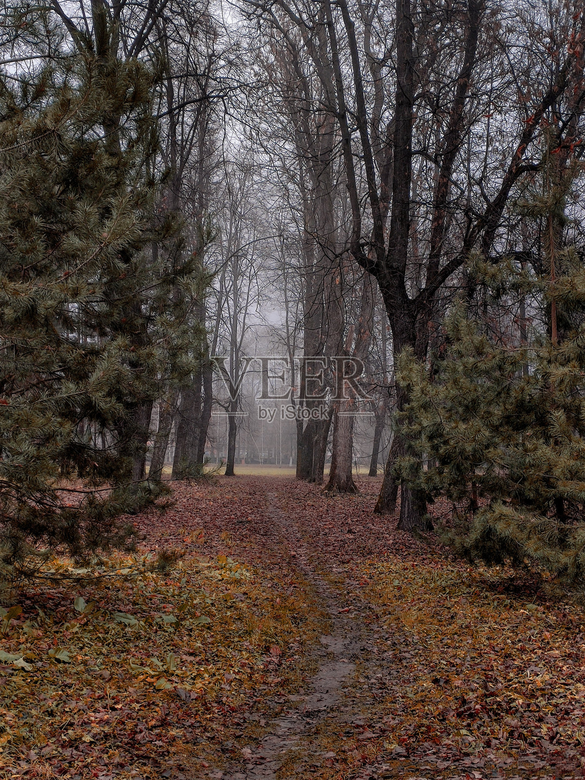 秋天的清晨，公园里有雾照片摄影图片