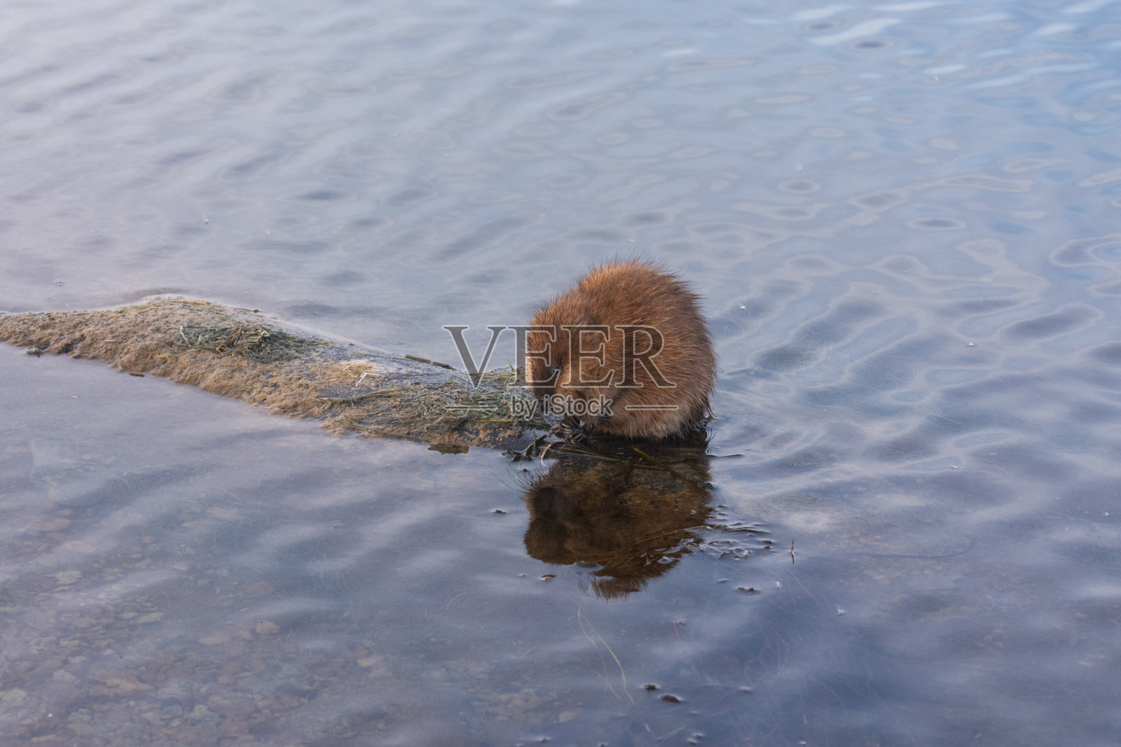 动物和自然，麝鼠吃植物。照片摄影图片