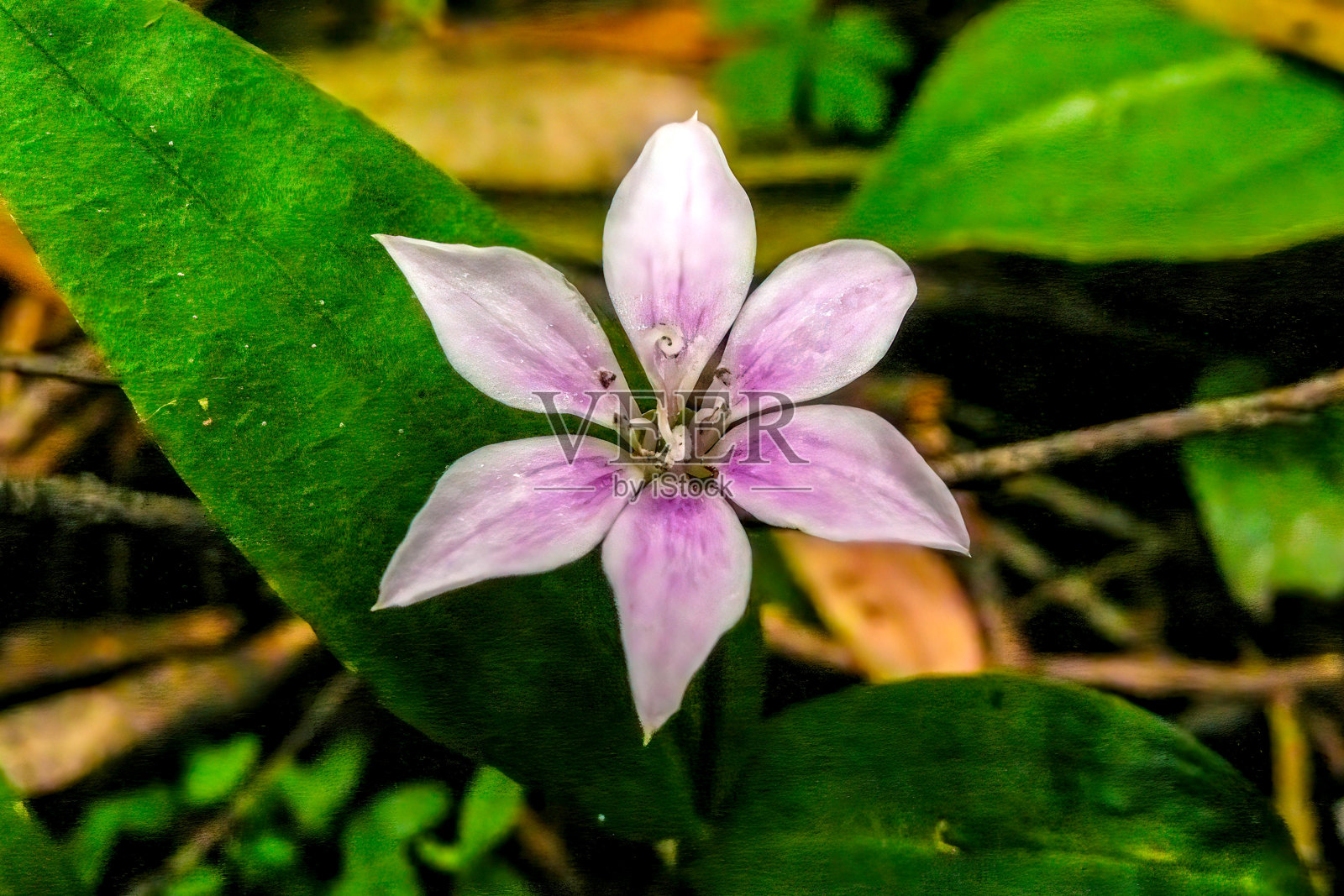 来自澳大利亚的花照片摄影图片