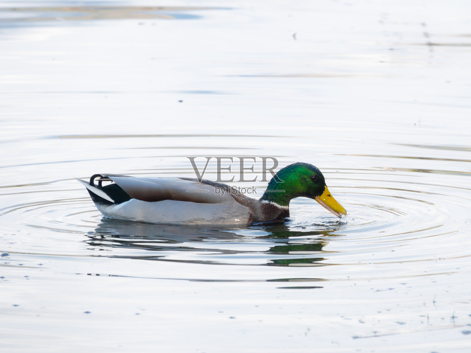 优雅滑翔:一只绿头鸭的旅程照片摄影图片