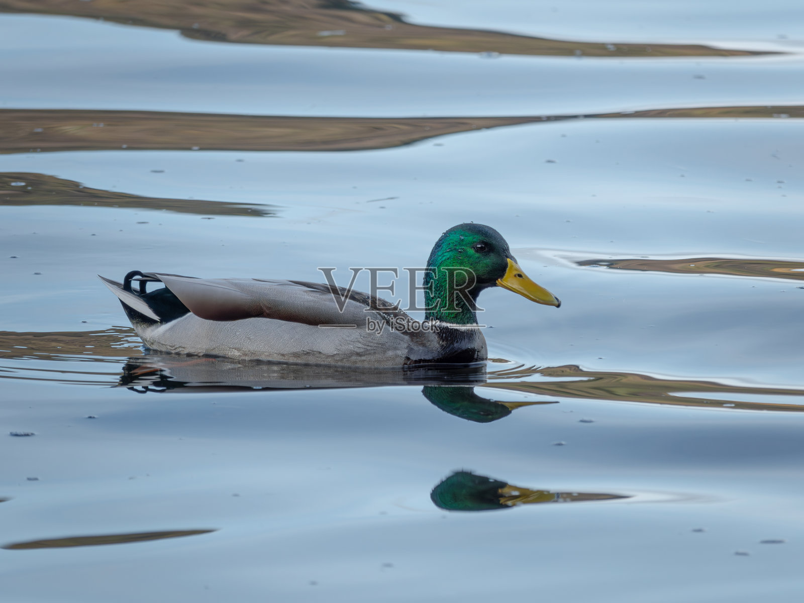 运动中的宁静:一只绿头鸭的倒影照片摄影图片