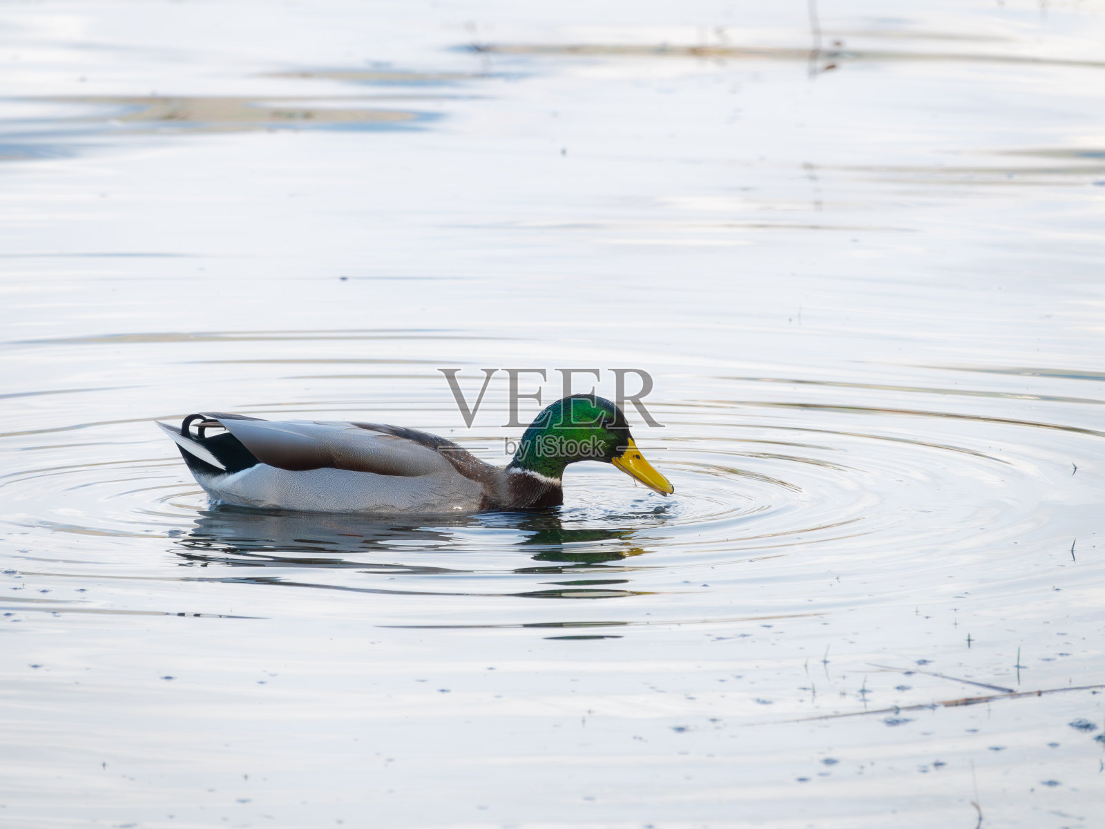 宁静的涟漪:一只绿头鸭的航行照片摄影图片