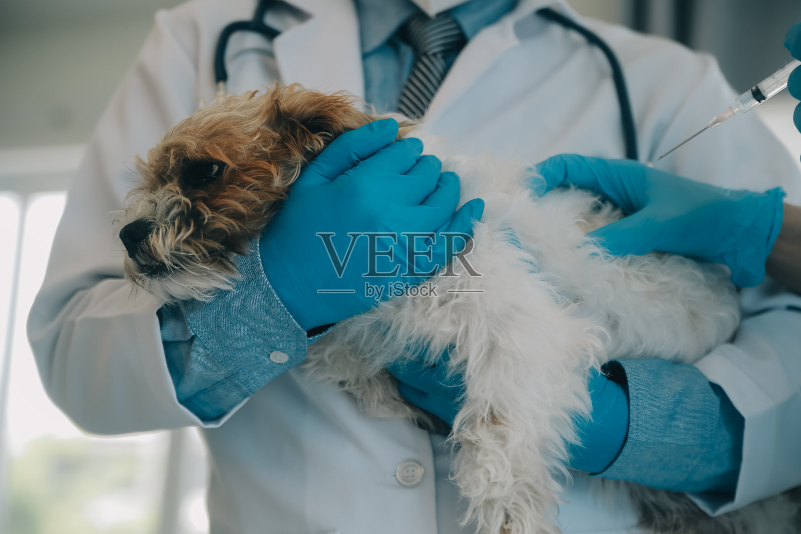 兽医检查狗和猫。小狗和小猫在看兽医。动物诊所。宠物检查及接种疫苗。卫生保健。照片摄影图片