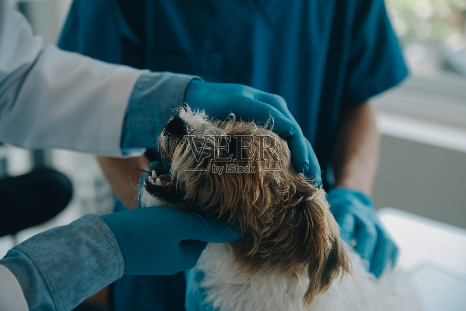 兽医检查狗和猫。小狗和小猫在看兽医。动物诊所。宠物检查及接种疫苗。卫生保健。照片摄影图片