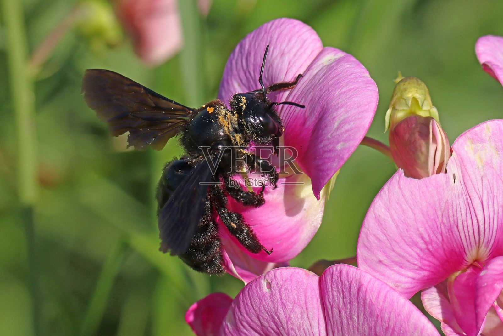 紫木蜂(Xylocopa violacea)。照片摄影图片