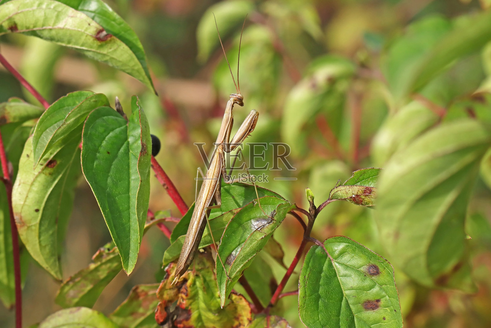 祈祷螳螂(螳螂宗教)。照片摄影图片