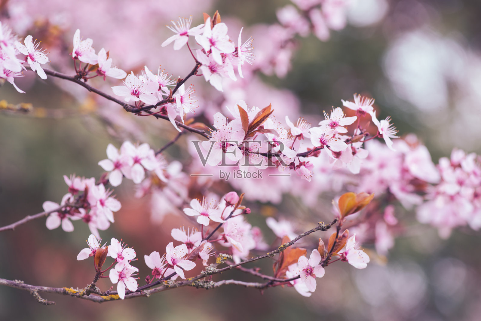 春天樱花盛开的季节，粉红色的日本樱花，果树，植物照片摄影图片