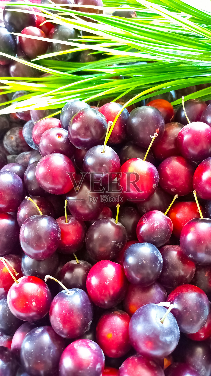 李子照片摄影图片