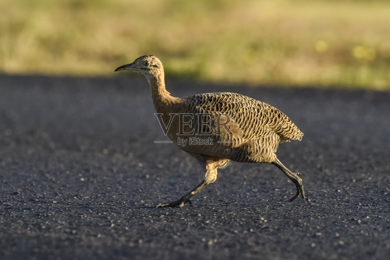 红翅的天马，红翅天马，拉潘帕省，阿根廷照片摄影图片