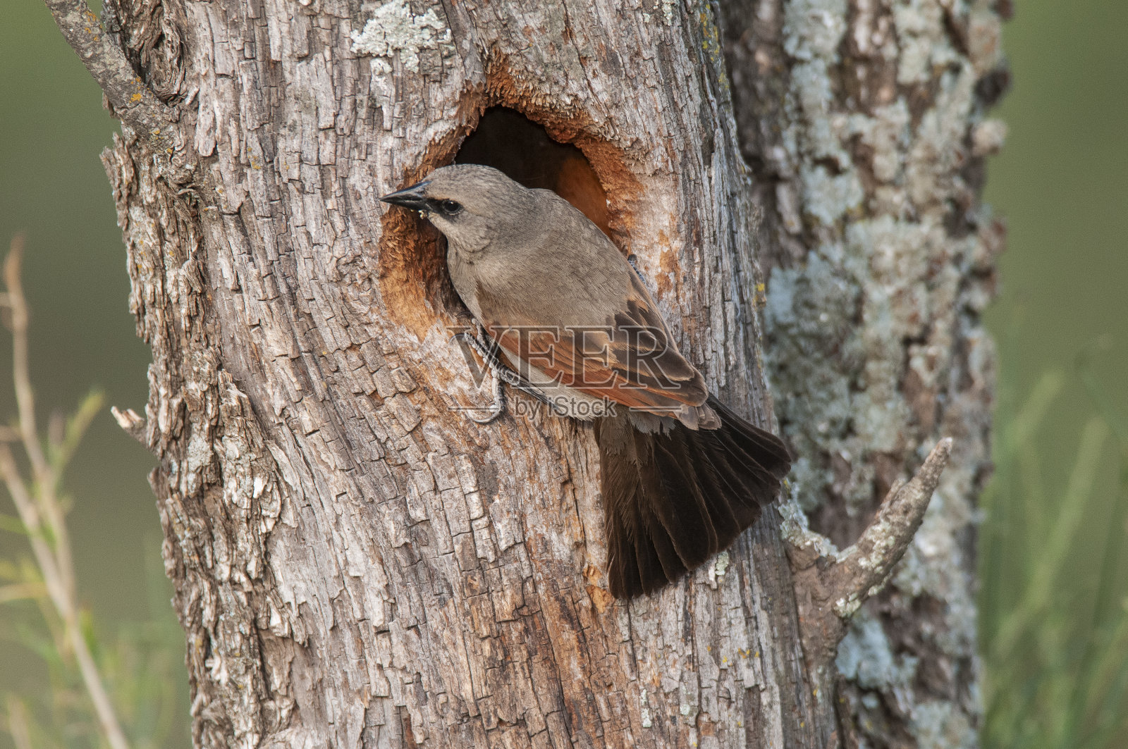 阿根廷巴塔哥尼亚拉潘帕省卡尔登森林环境中的湾翅牛鹂筑巢。照片摄影图片