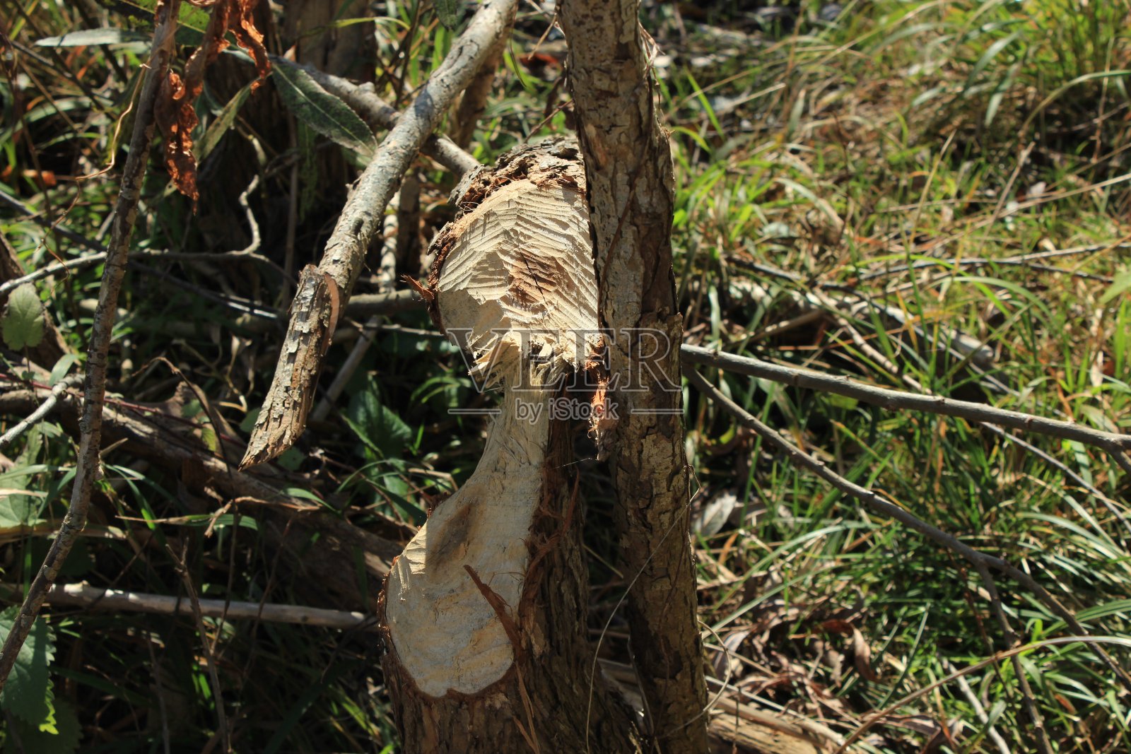被海狸啃的树照片摄影图片