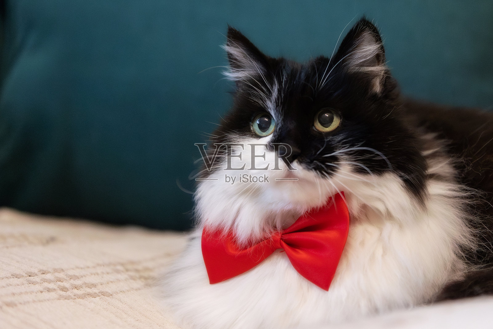 沙发上戴着红色领结的可爱猫咪，特写照片摄影图片