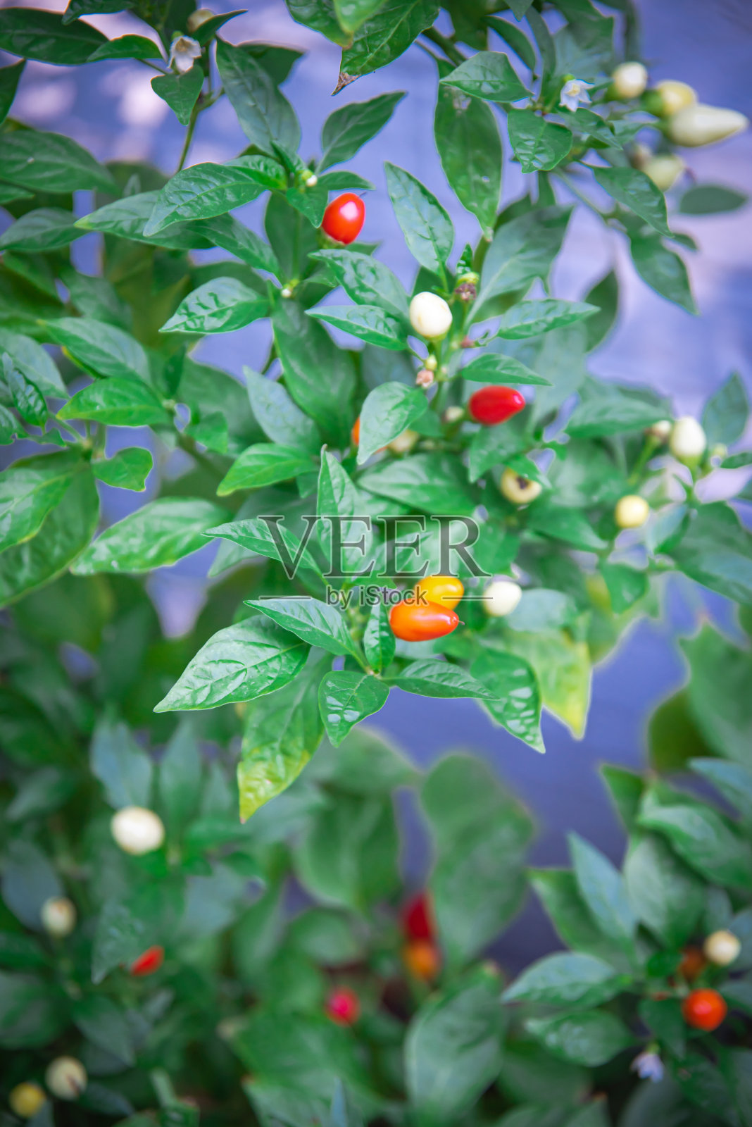 在美国德克萨斯州达拉斯的一所房子旁边，种植着美丽的观赏色彩的中国辣椒果实，从奶油色、紫色、黄色、橙色、红色和郁郁葱葱的绿色叶子转变成彩虹色照片摄影图片