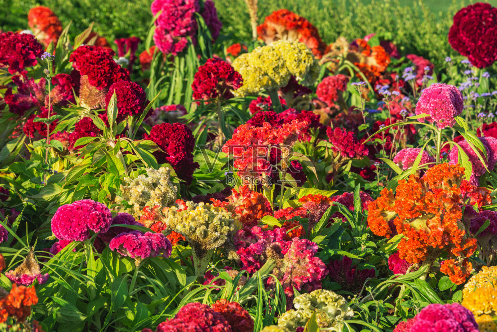 日落时分，草地上五颜六色的花朵。照片摄影图片
