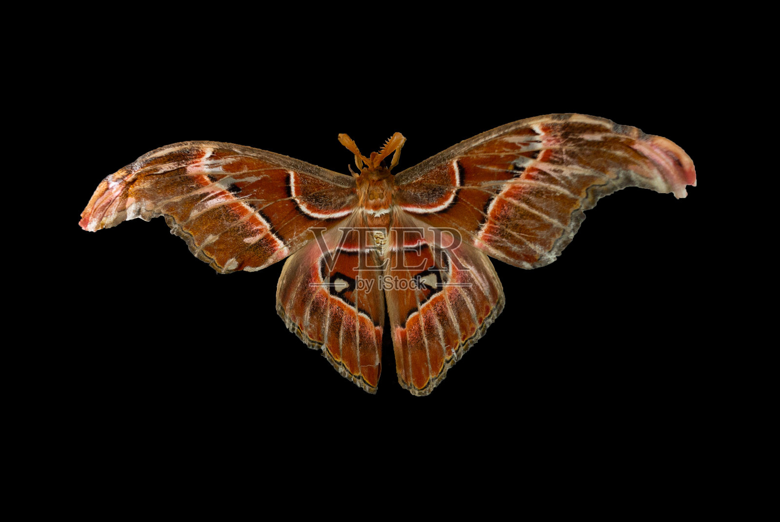 阿特拉斯，阿特拉斯蛾，照片摄影图片