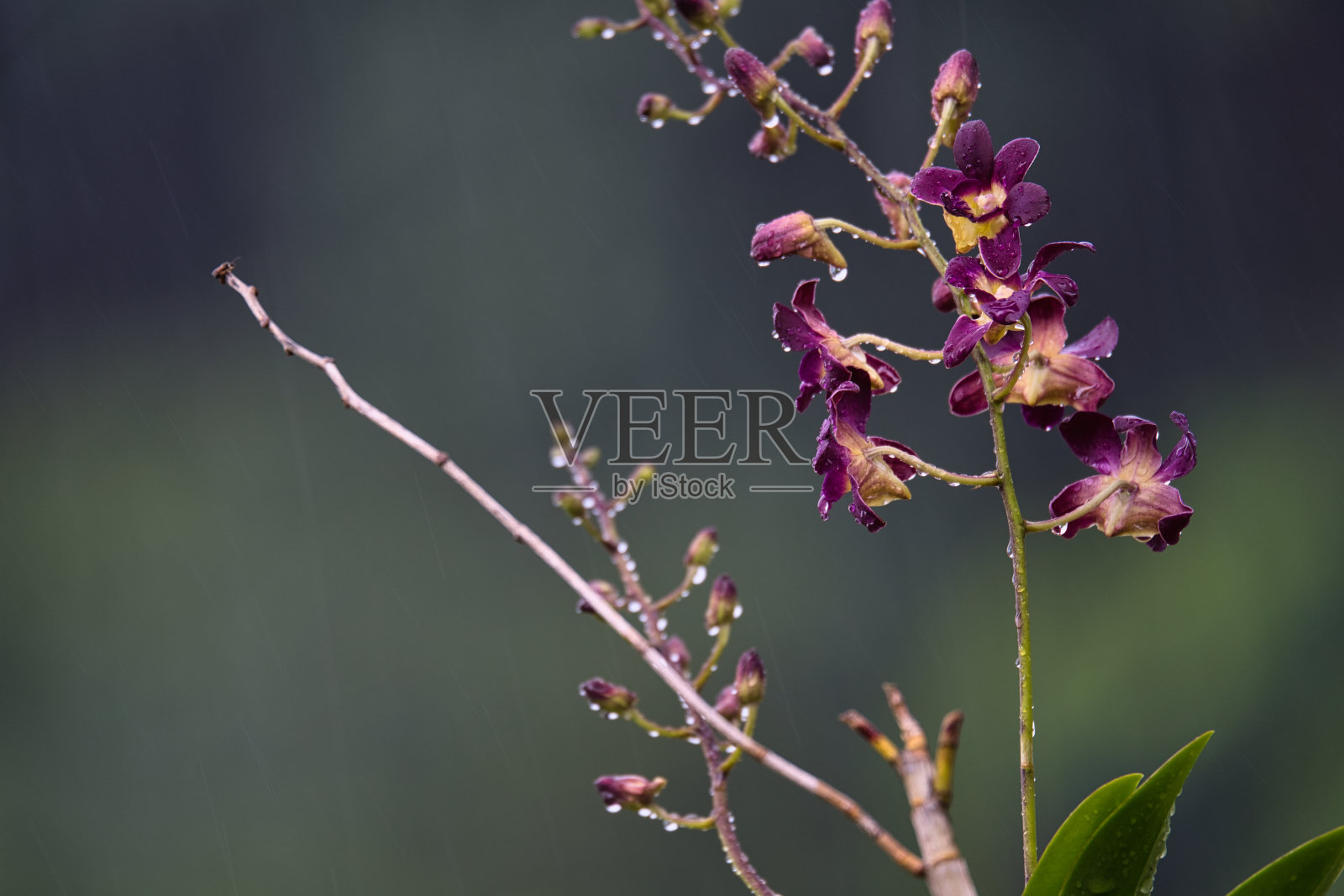 大雨下的维多利亚女王石斛植物照片摄影图片