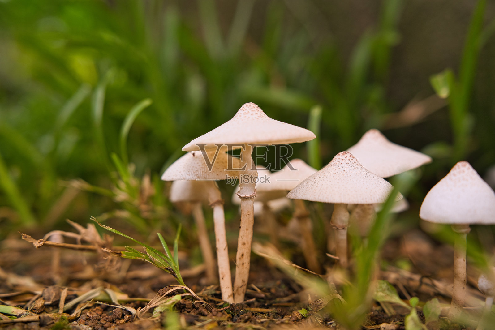 白色的蘑菇在绿色的草地花园的特写照片摄影图片