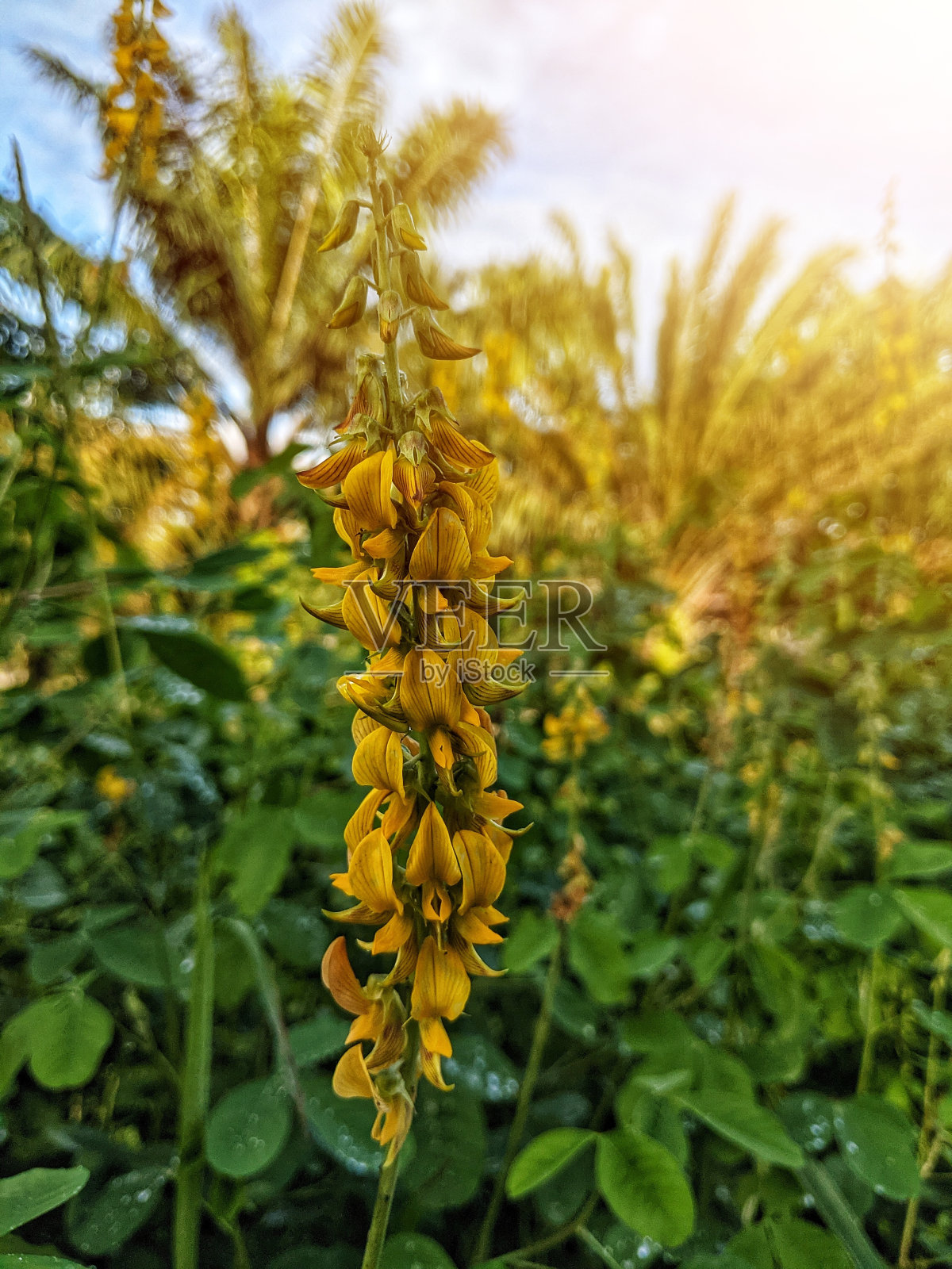 脐部植物照片摄影图片