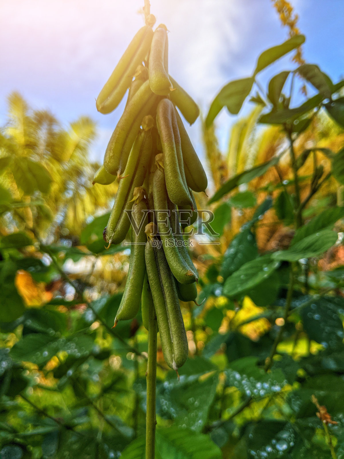 Ea花茁壮成长照片摄影图片
