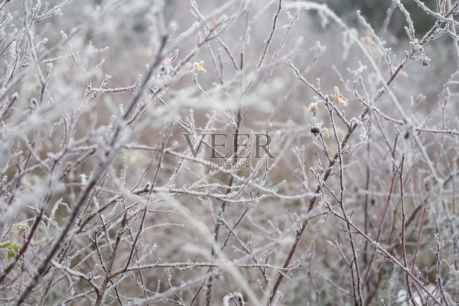 在多雾的寒冷天气里，树枝和树叶被冻住了。微距特写的冰枝，草被雪覆盖对冬季森林。霜冻天气里的树木。自然景观视频照片摄影图片