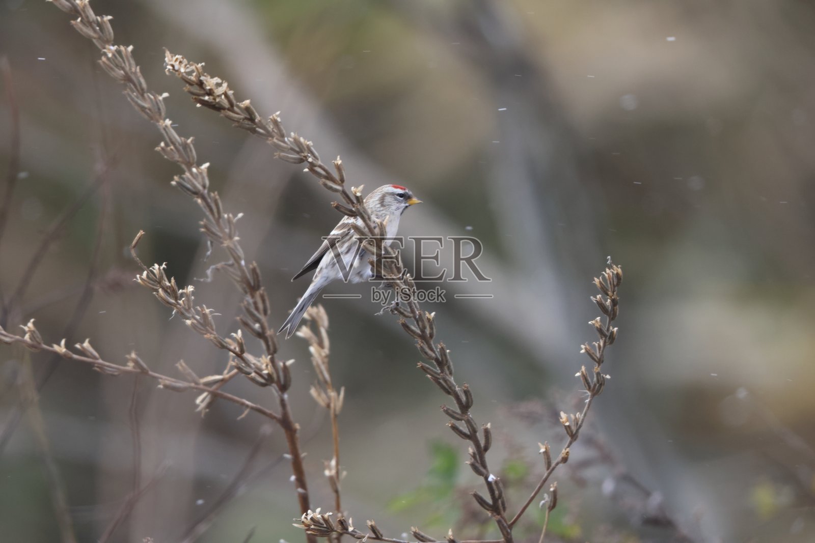 日本常见的红轮虫或粉状红轮虫照片摄影图片