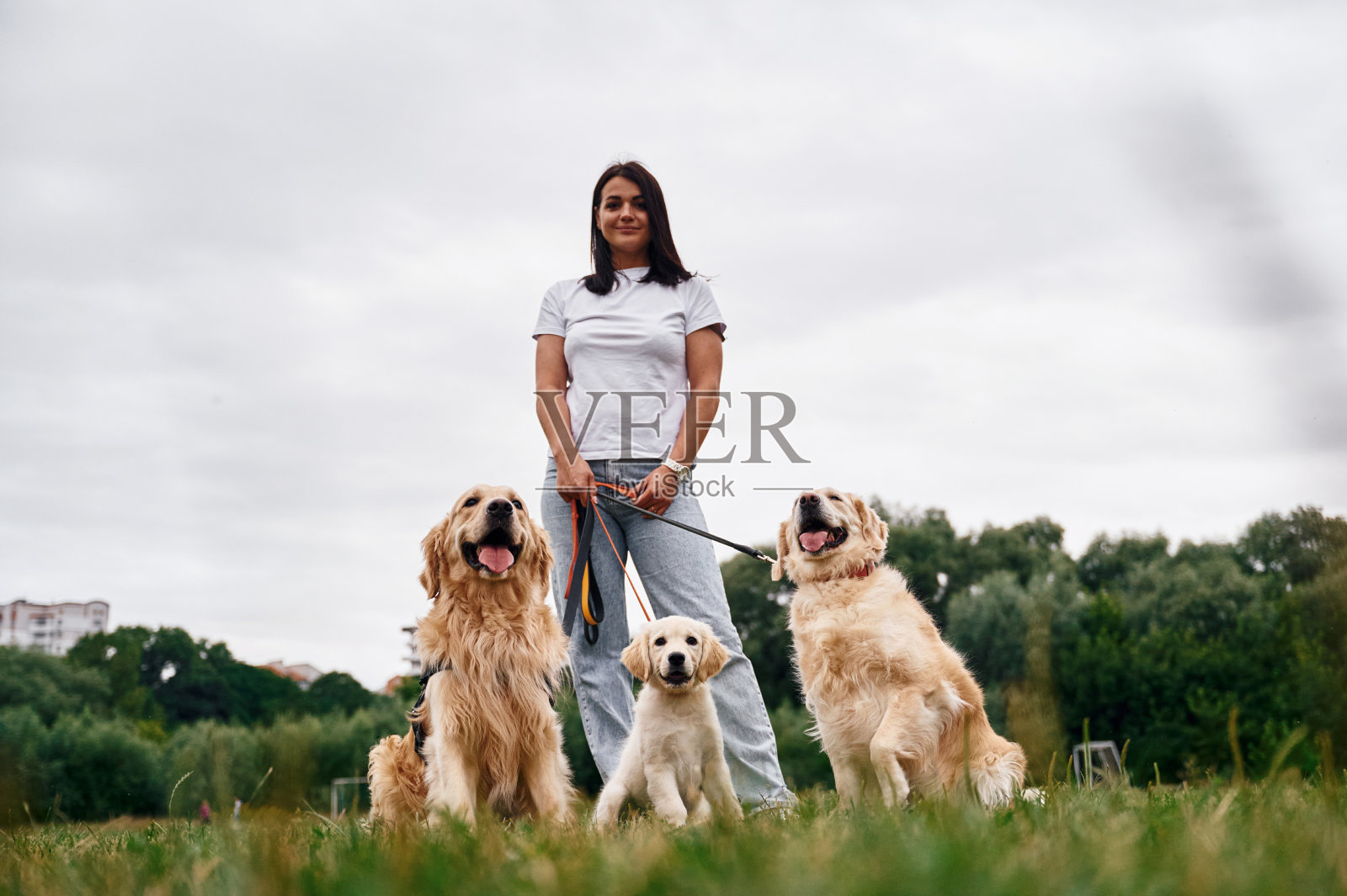 站着用皮带牵着动物。女人带着漂亮的狗在户外的田野里照片摄影图片
