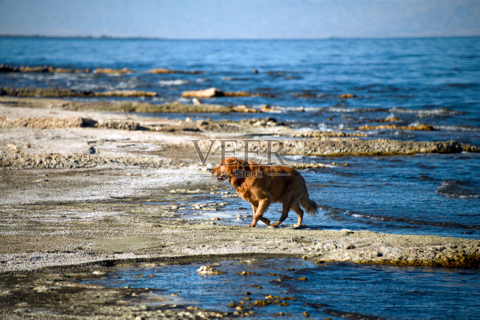 金毛猎犬湖岸线照片摄影图片
