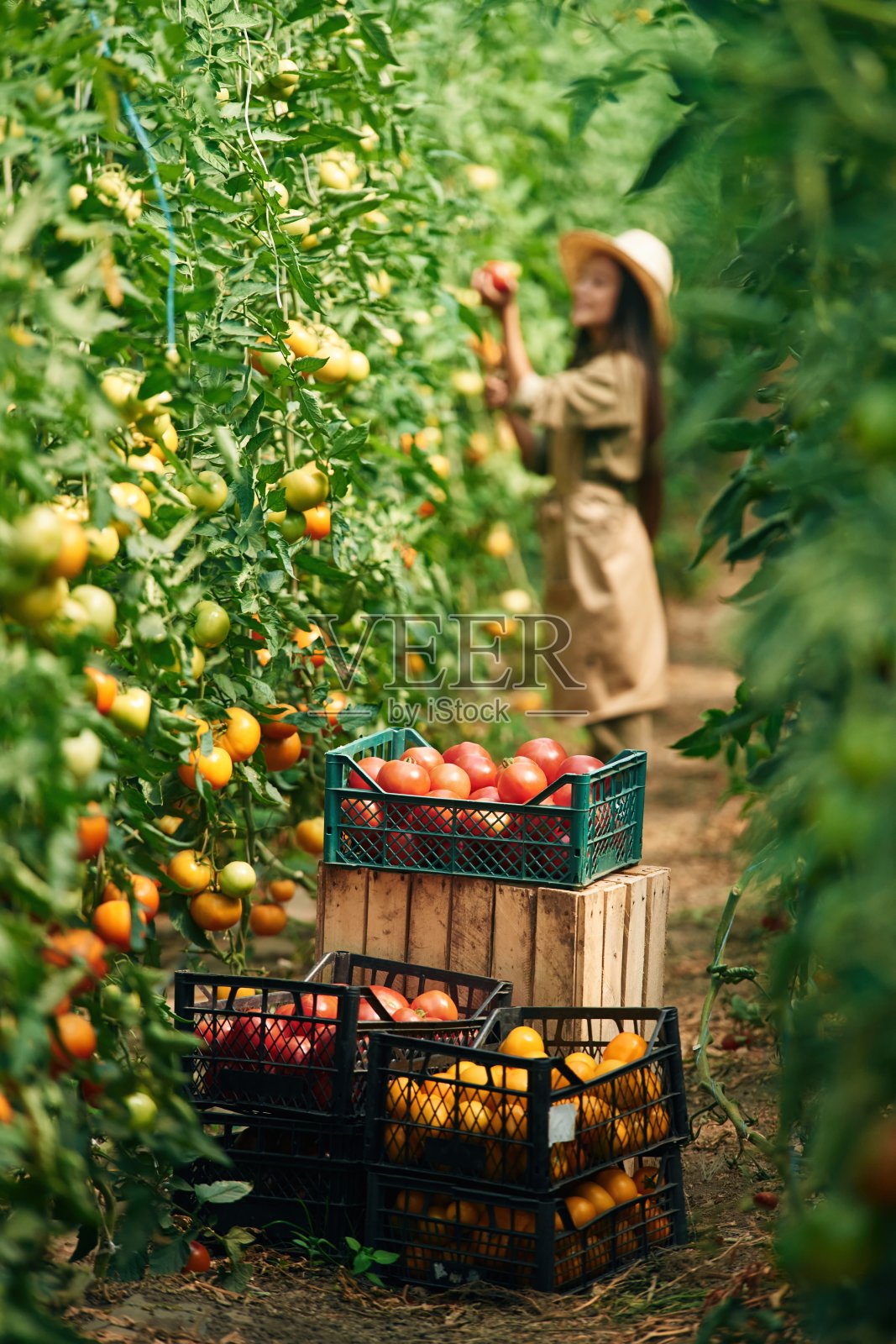 收获的概念。小女孩在花园里种西红柿照片摄影图片