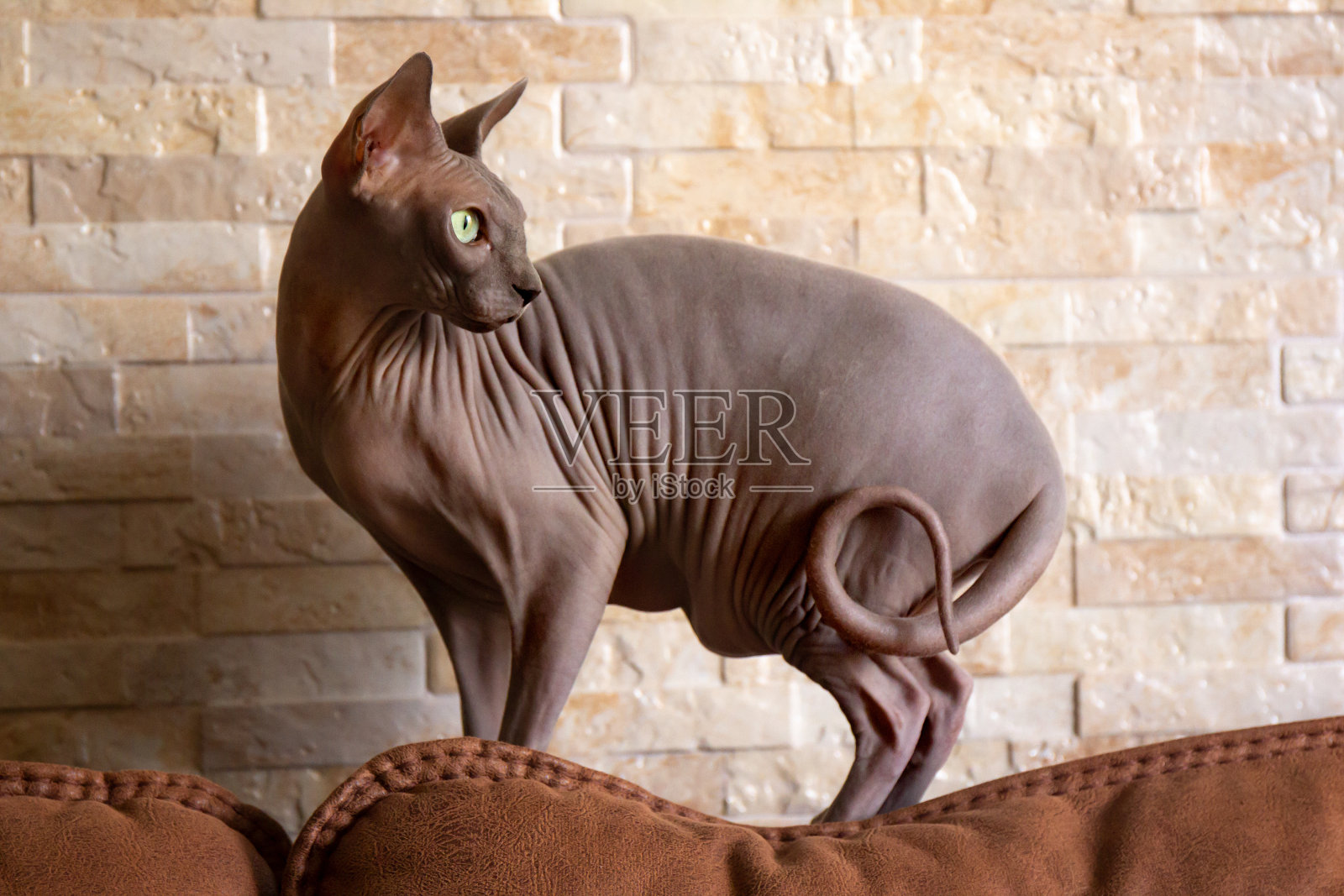 以砖墙为背景的棕色斯芬克斯猫在家里的肖像。无毛裸种猫。照片摄影图片