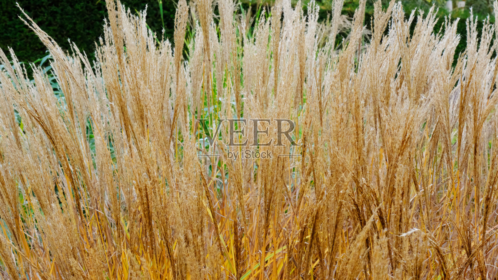 芒草照片摄影图片