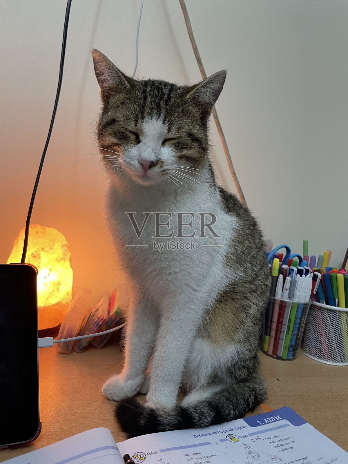 猫照片摄影图片