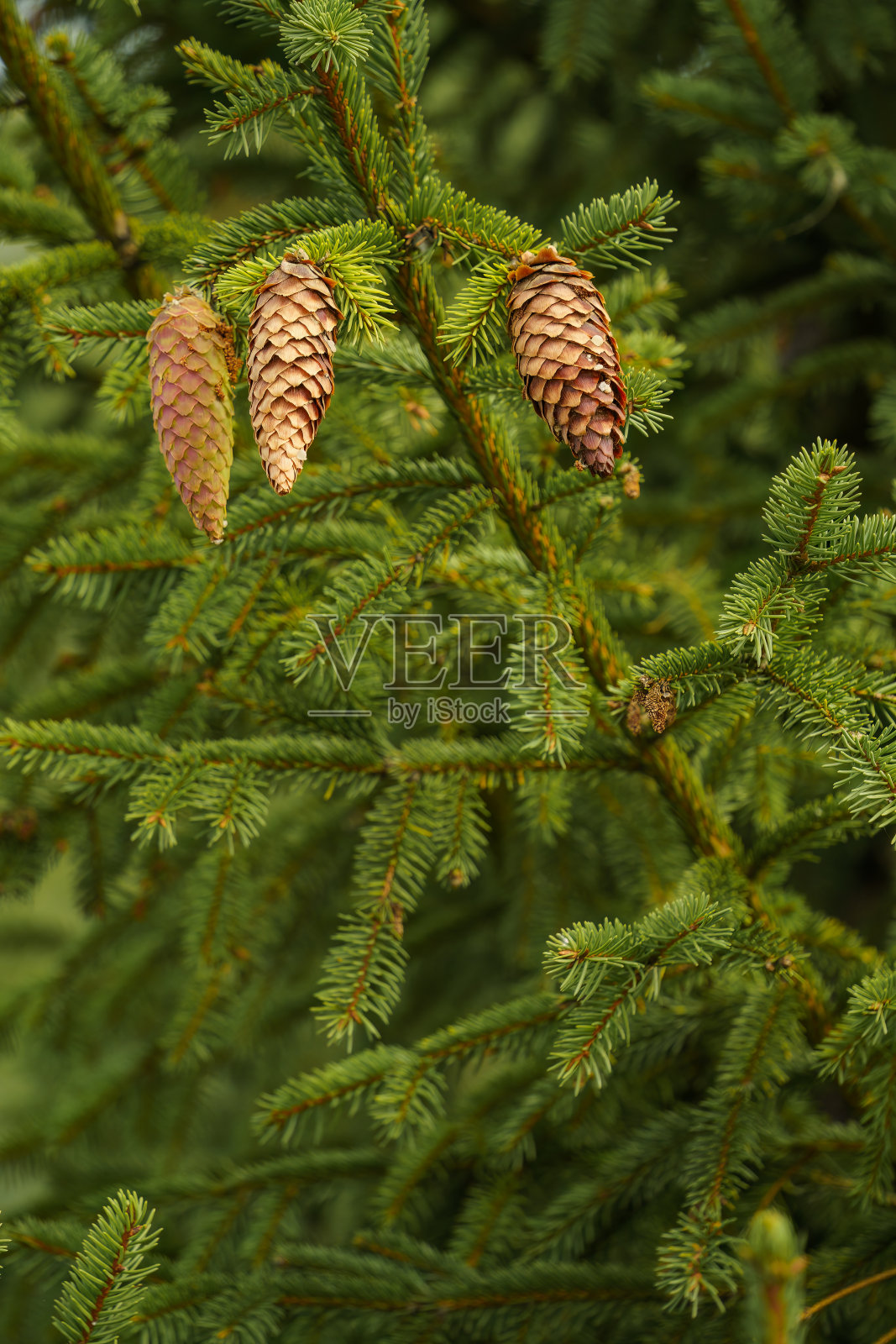 三颗云杉球果的近照照片摄影图片