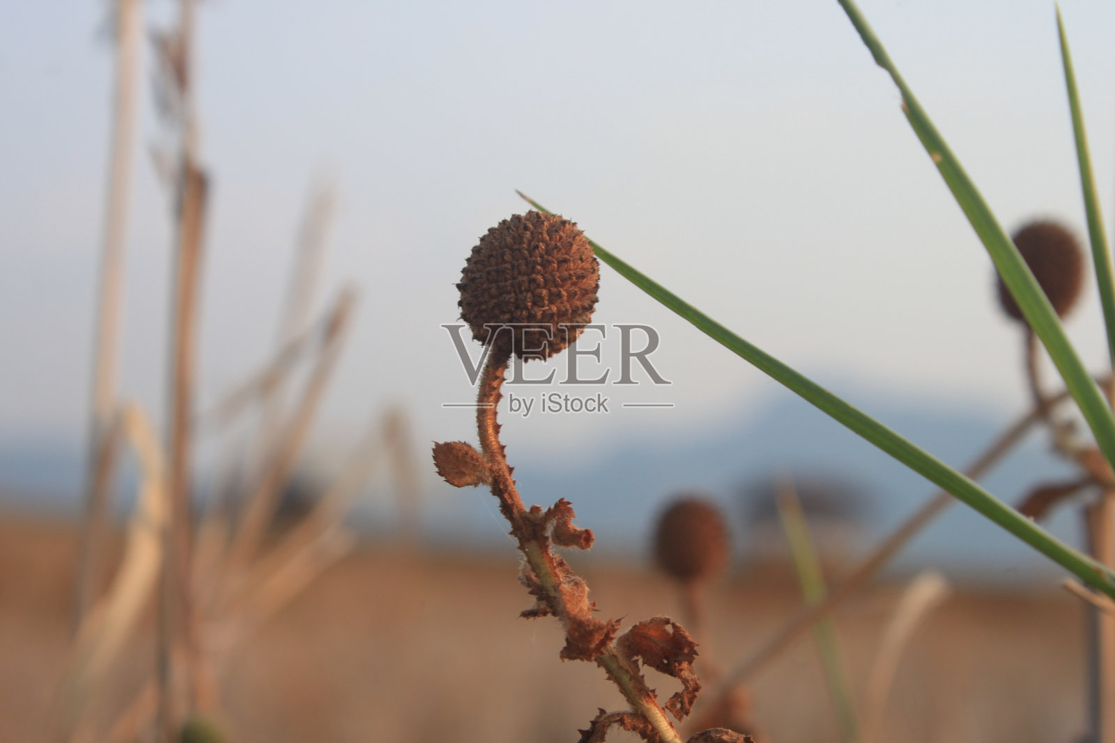 干野花照片摄影图片