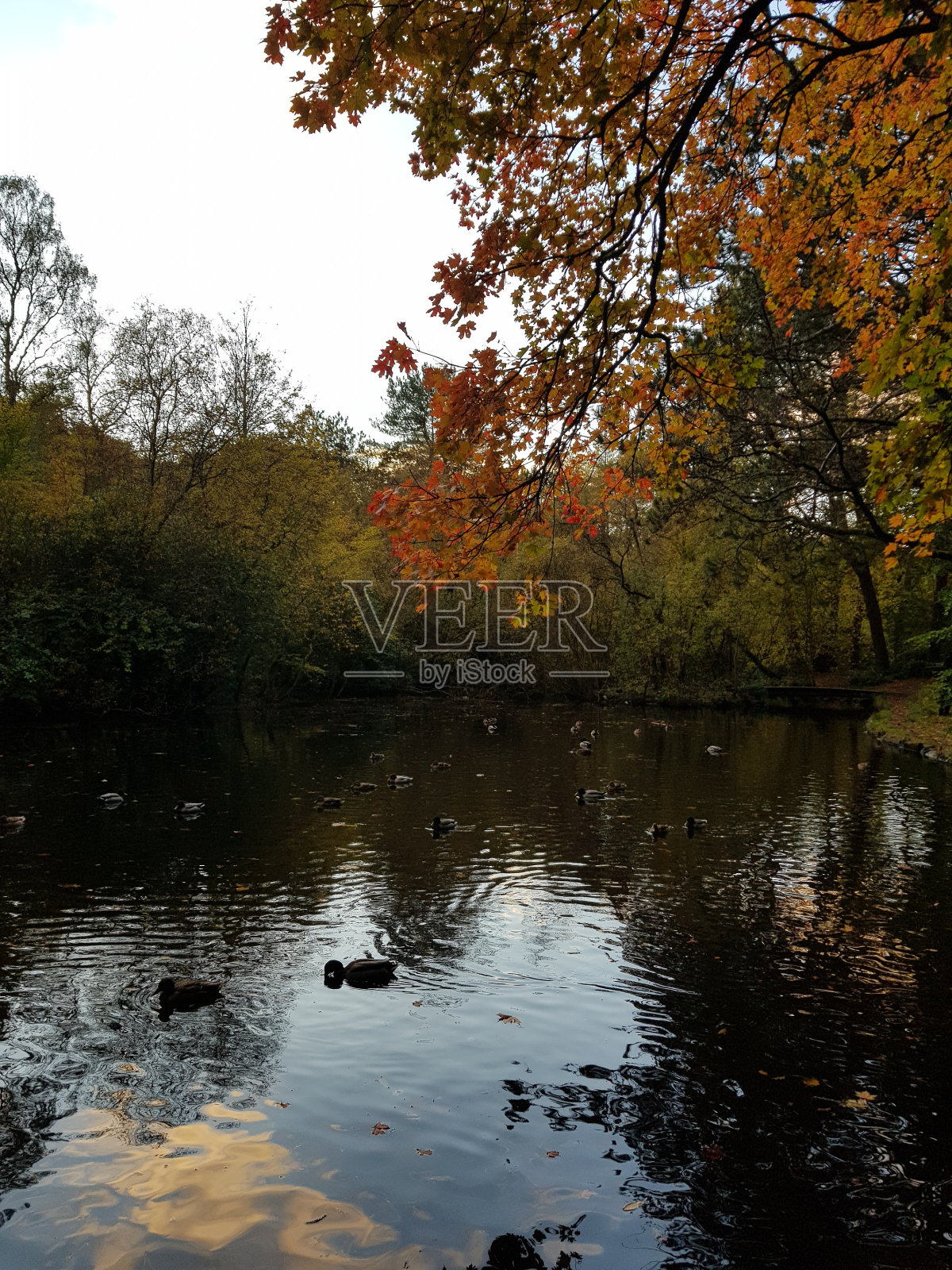 英国苏格兰格拉斯哥公园的秋天色彩照片摄影图片