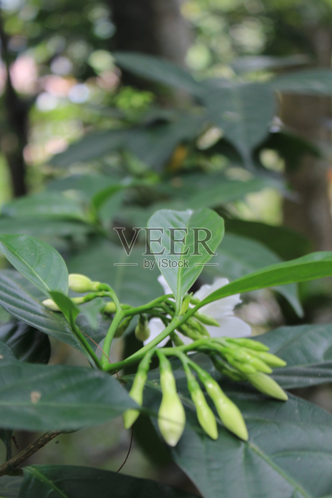 生长在热带森林中的植物照片摄影图片