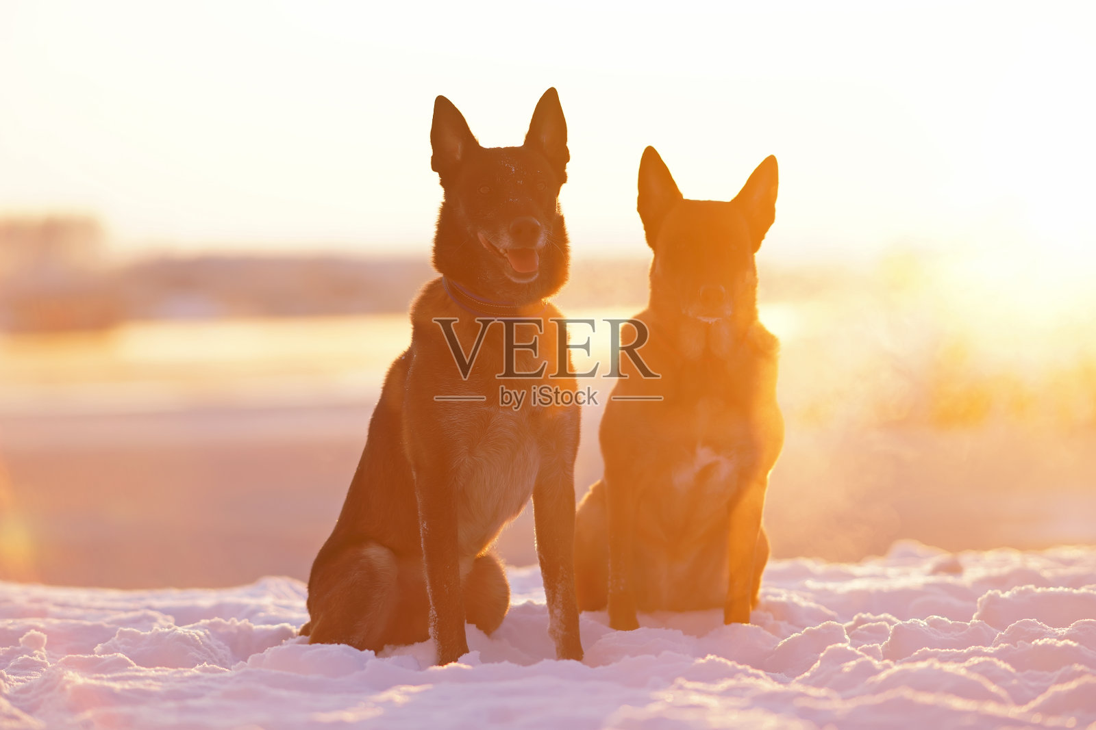 冬日夕阳下，两只温顺的比利时牧羊犬坐在户外的雪地上摆姿势照片摄影图片
