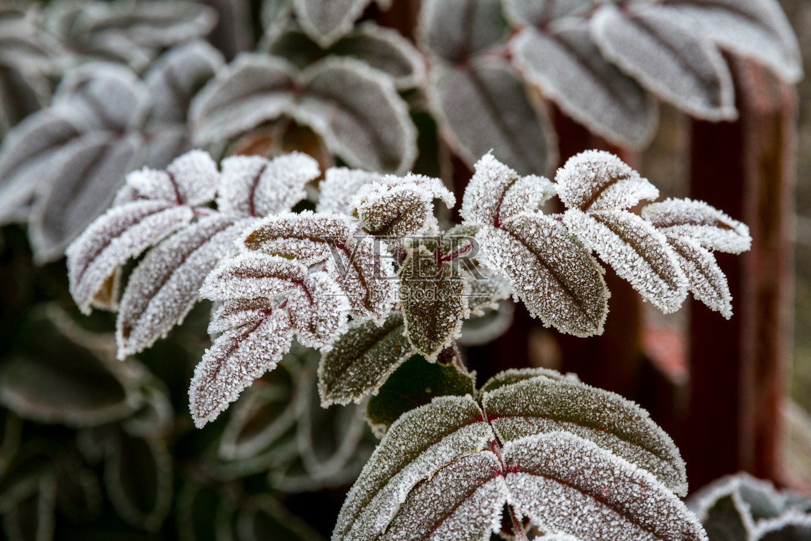 冬青的枝叶在花园里覆盖着清晨的白霜照片摄影图片