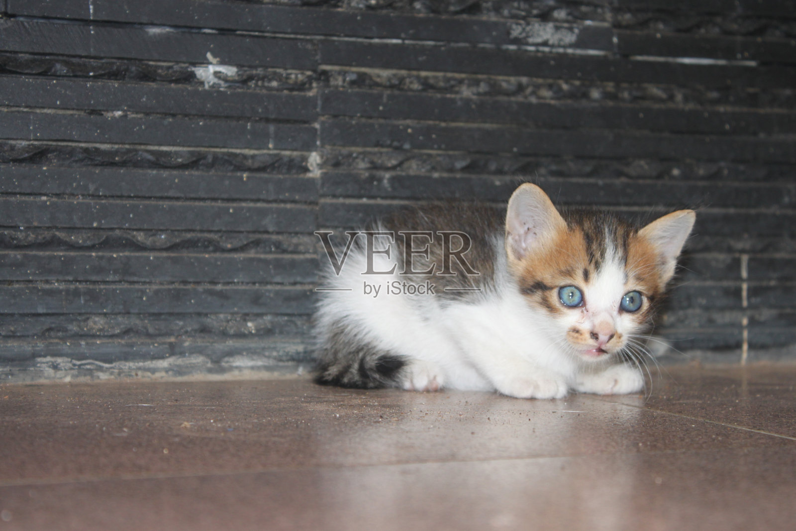 可爱的小猫照片摄影图片