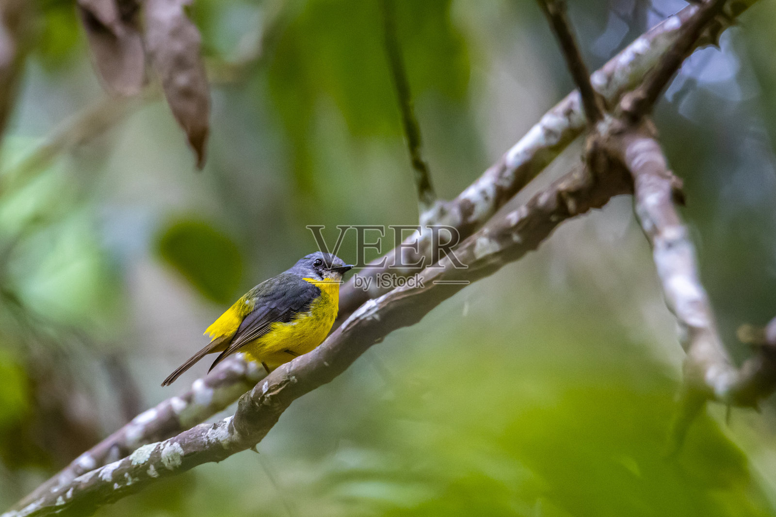 在澳大利亚昆士兰州的TYTO湿地散步时，近距离发现了美丽的澳大利亚普通鸟类东黄知更鸟照片摄影图片