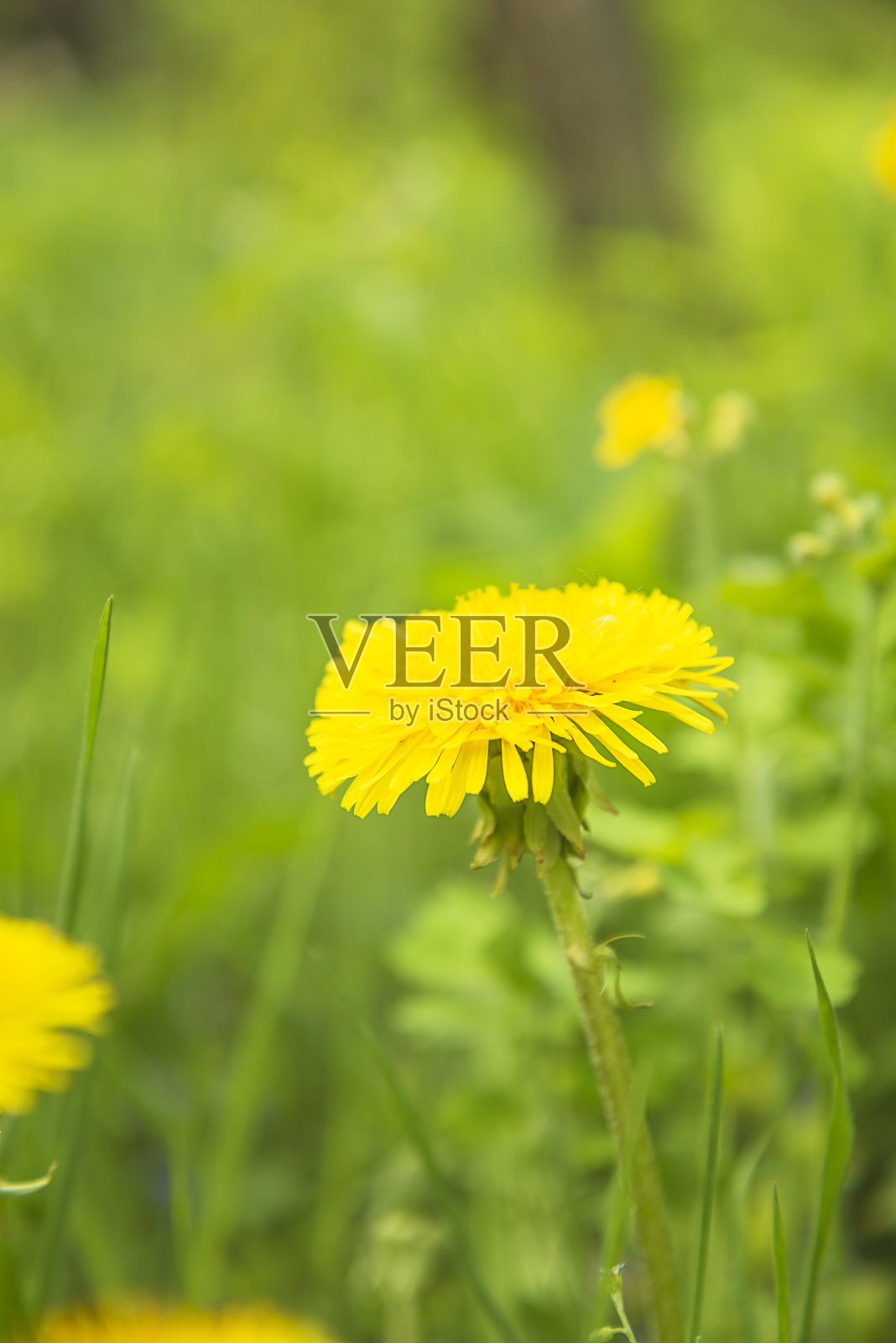 一朵黄色的蒲公英在绿色的自然模糊的背景中照片摄影图片