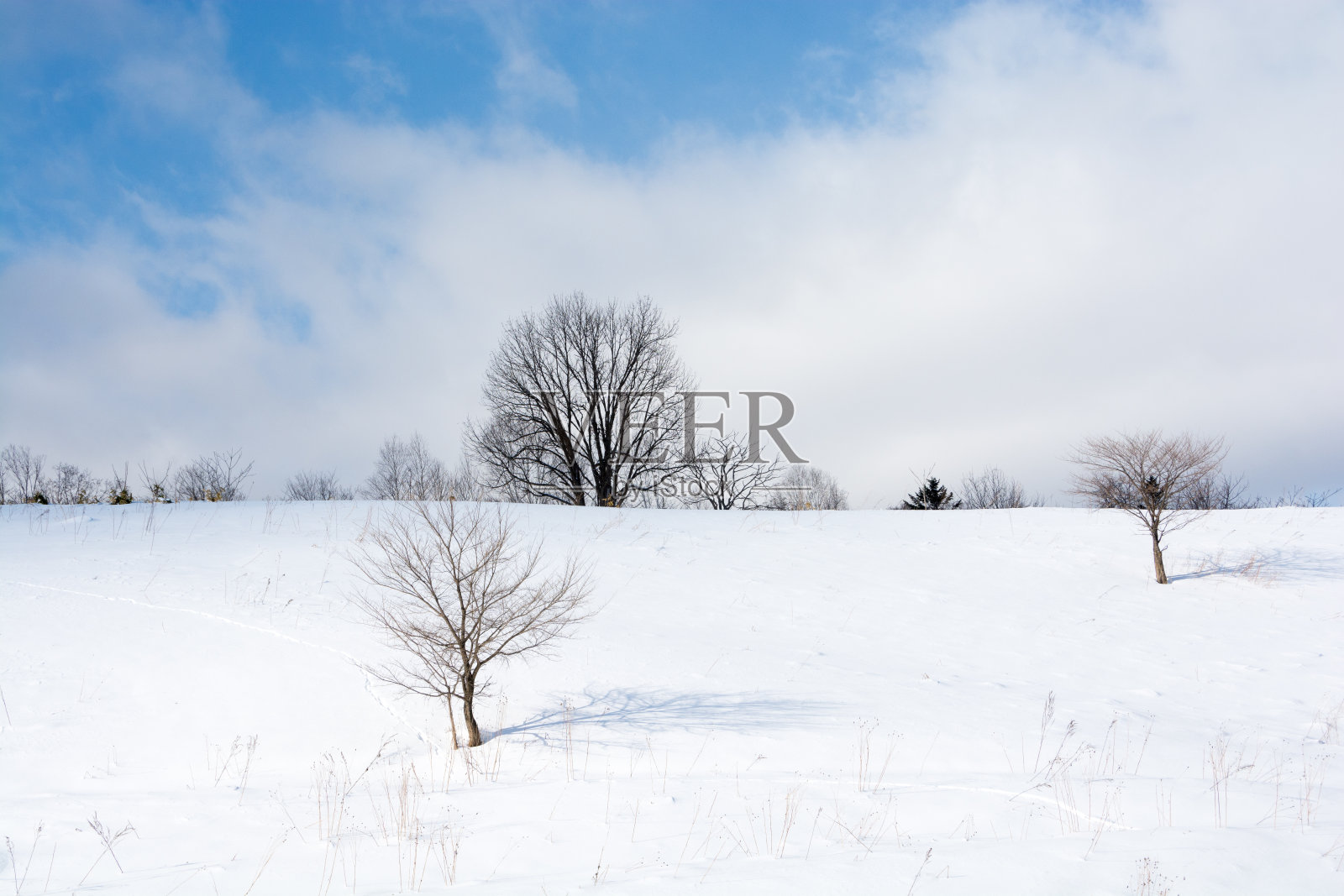 冬天，山坡上的树林和蓝天照片摄影图片