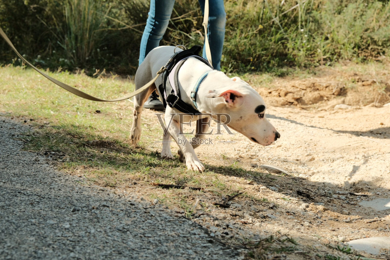 一家人自愿遛狗。照片摄影图片