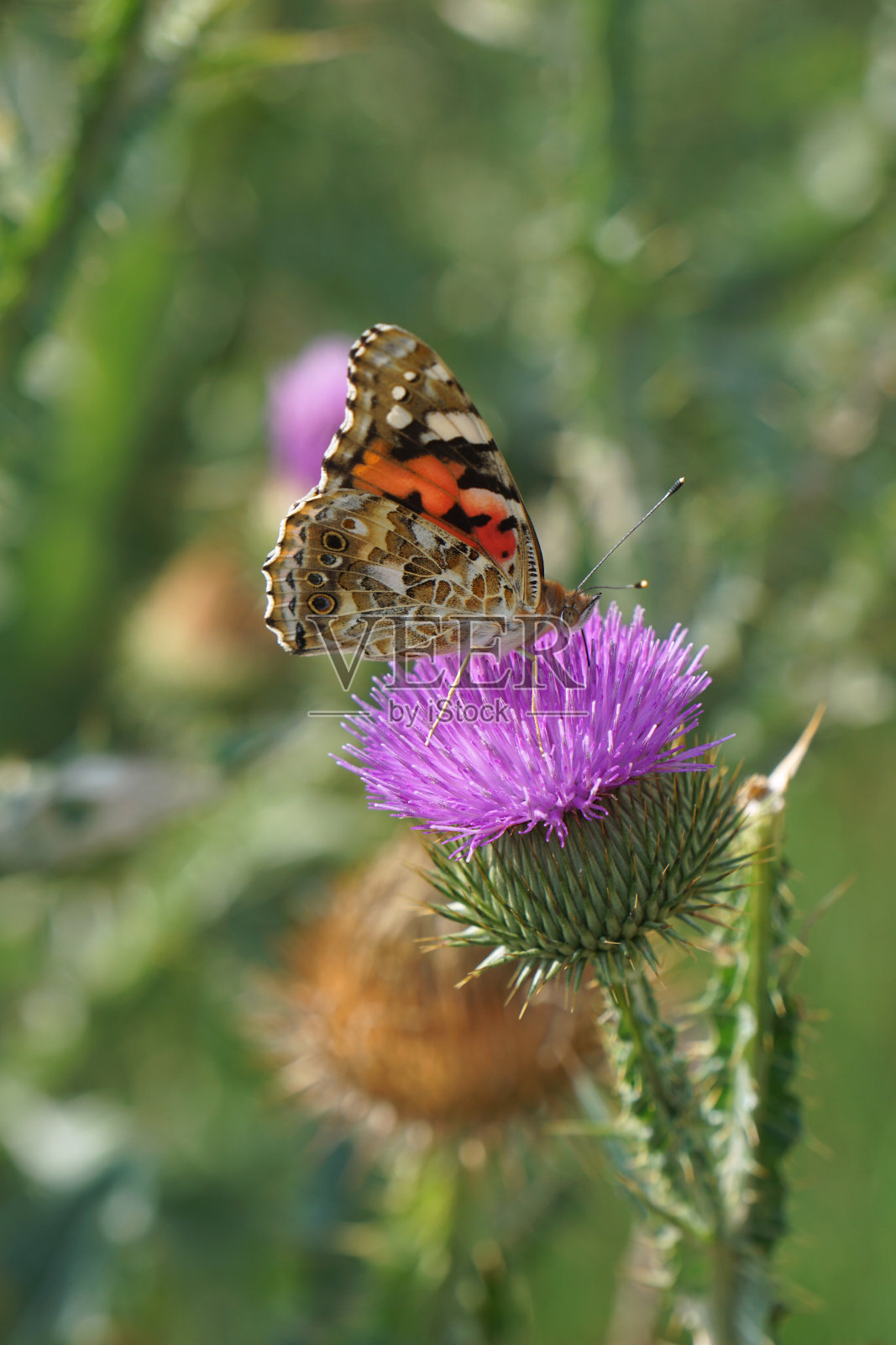 画在蓟上的蝴蝶夫人照片摄影图片