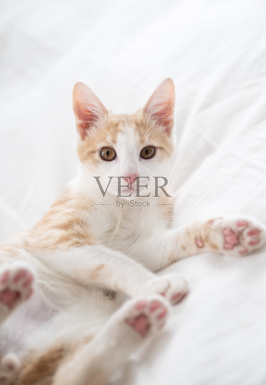 小猫摆姿势拍照照片摄影图片