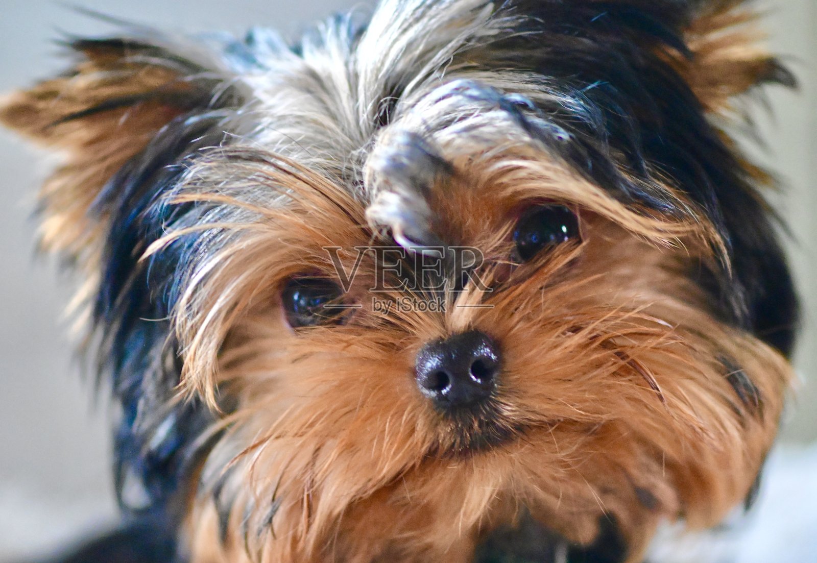 约克郡犬照片摄影图片