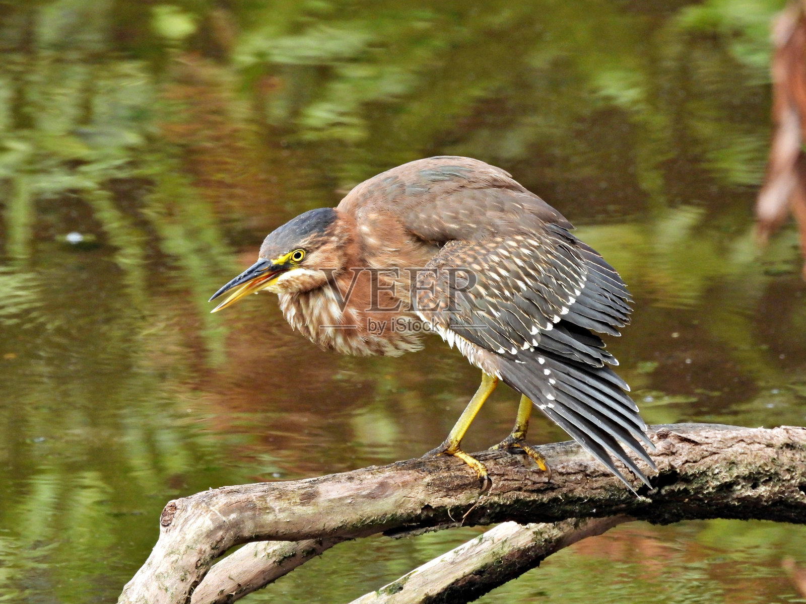绿鹭(Butorides virescens) -在湿地觅食照片摄影图片