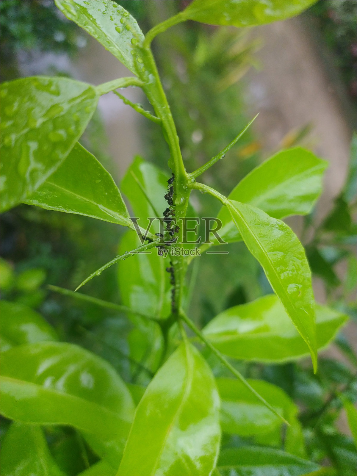 蚂蚁被雨淋湿了照片摄影图片