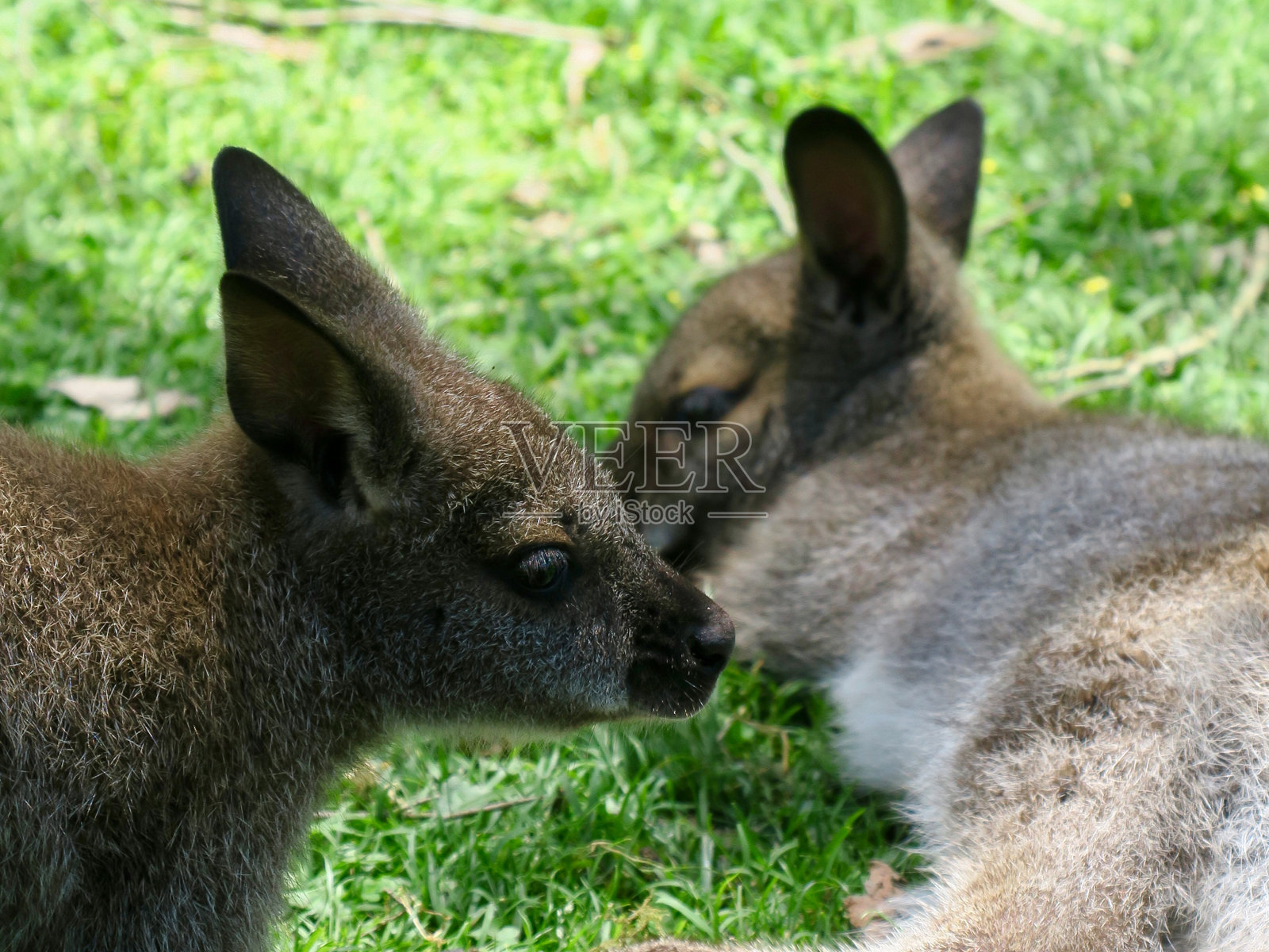 澳大利亚小袋鼠照片摄影图片