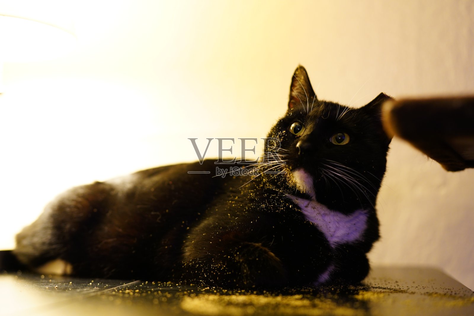 燕尾服猫-猫Nip照片摄影图片